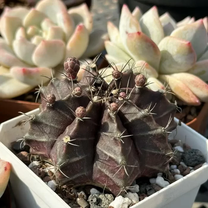 Cactus-Gymnocalycium mihanovichii purple - Image 2