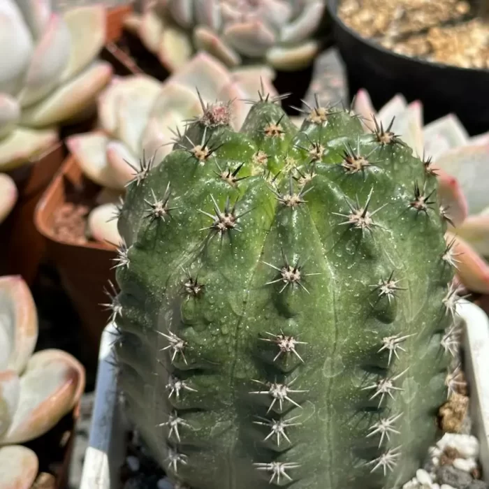 Cactus-Eriosyce - Image 2