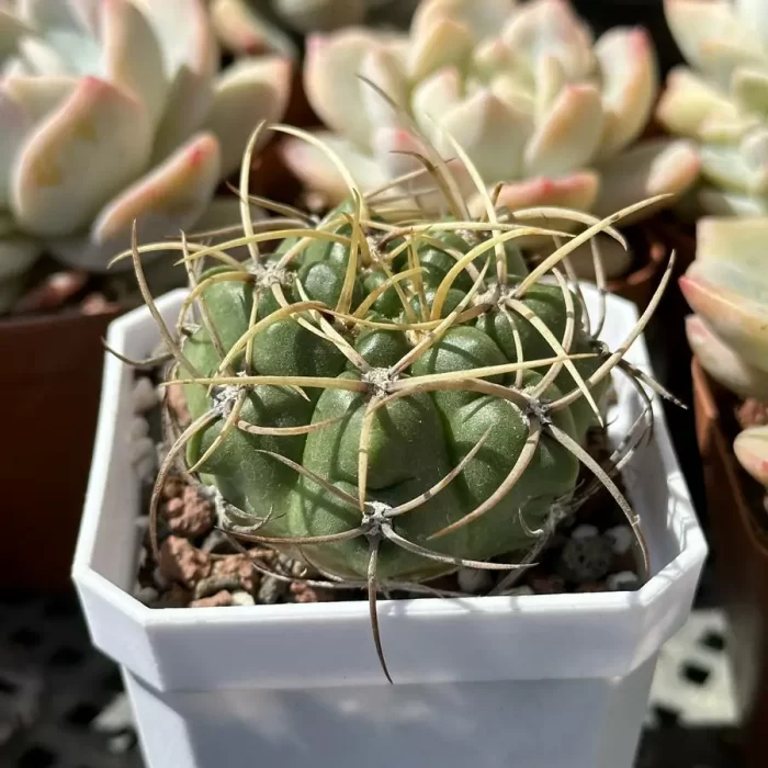 Cactus-Gymnocalycium monvillei - Image 2