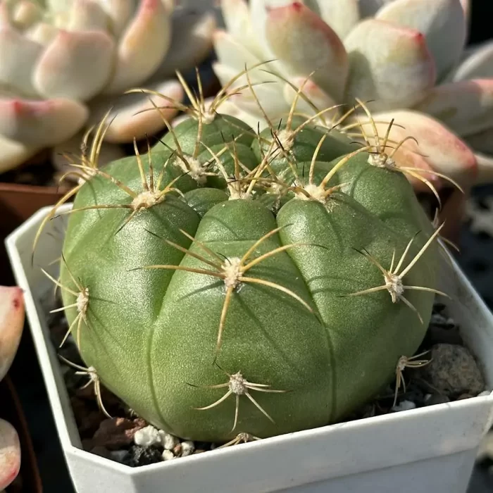 Cactus-Gymnocalycium hammerschmidii Backeberg - Image 2