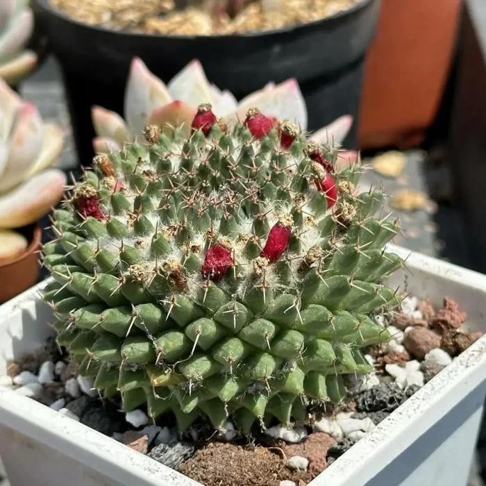 Cactus-Mammillaria sempervivi - Image 2