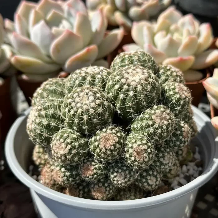 Cactus-Black Scorpion - Image 2