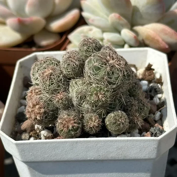 Cactus-Rebutia heliosa condorensis (Aylostera) - Image 2