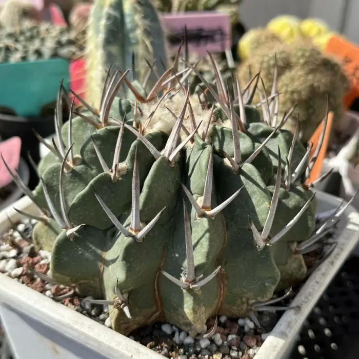Cactus-StenoCactus-coptonogonus - Image 2