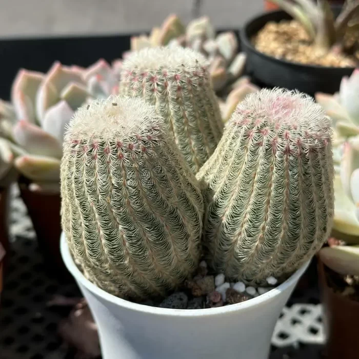 Cactus-Echinocereus rigidissimus var. Clustering (3 heads) - Image 2