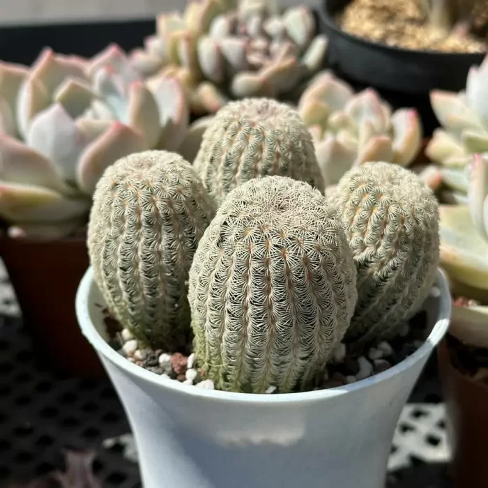 Cactus-Echinocereus rigidissimus var. Clustering (4 heads) - Image 2