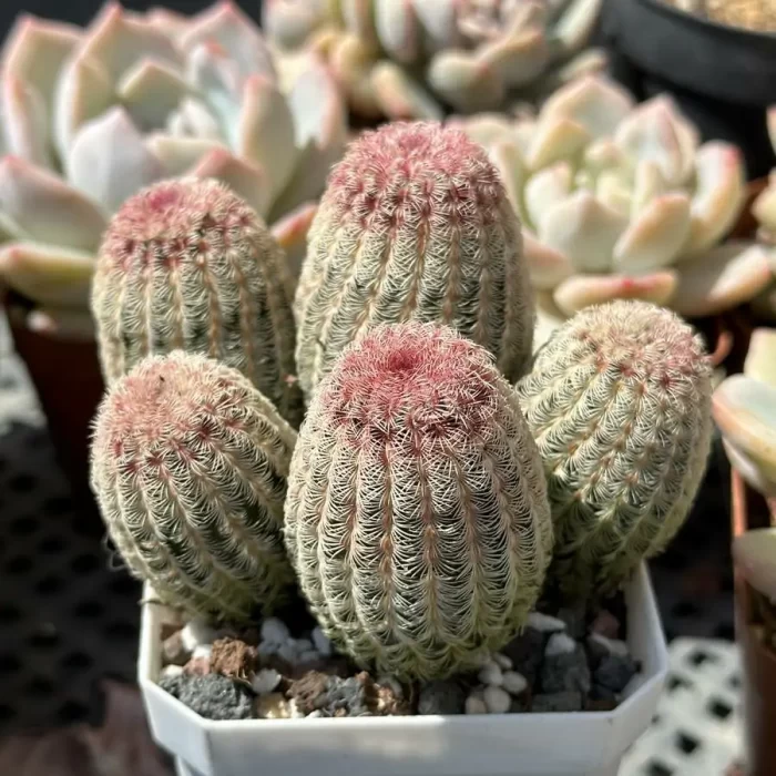 Cactus-Echinocereus rigidissimus var. Clustering (5 heads) - Image 2