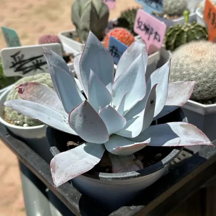 Echeveria Cante - Image 2