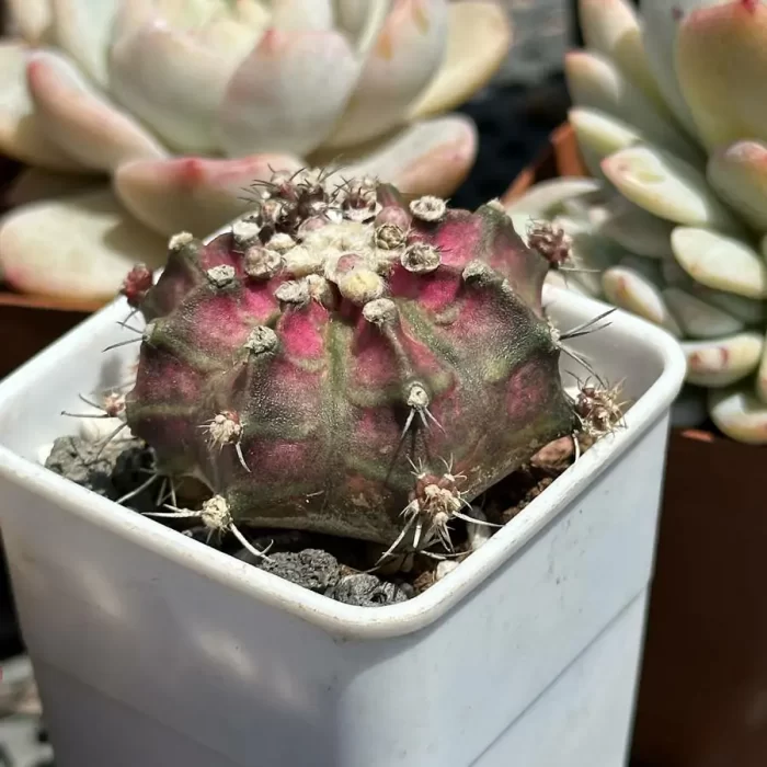 Cactus-Gymnocalycium mihanovichii - Image 2