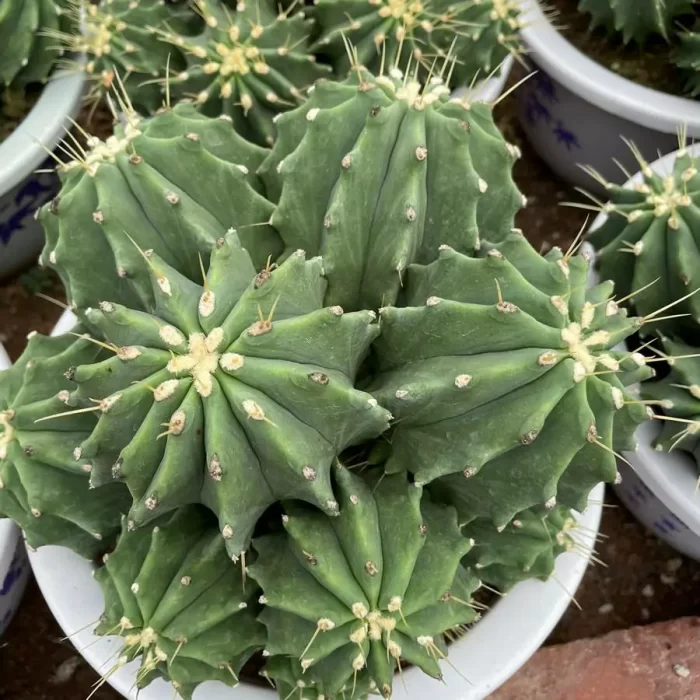 Cactus-FeroCactus-Glaucescens Clustering - Image 2