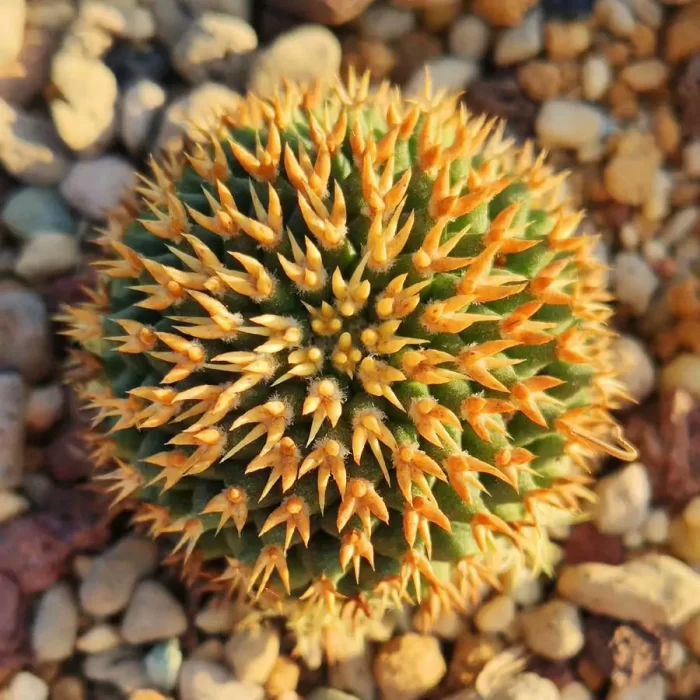 Cacti-Mammillaria decipiens subsp. camptotricha - Image 2