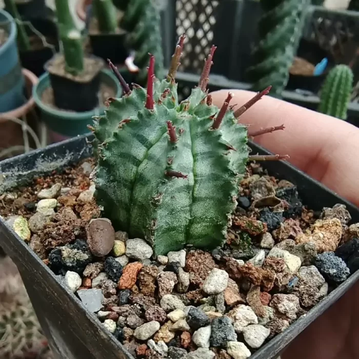 Euphorbia-Horrida Boiss - Image 1