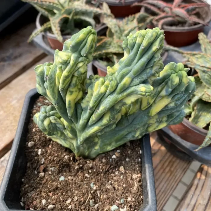 Cactus-MyrtilloCactus-Geometrizans Cristata variegated - Image 2