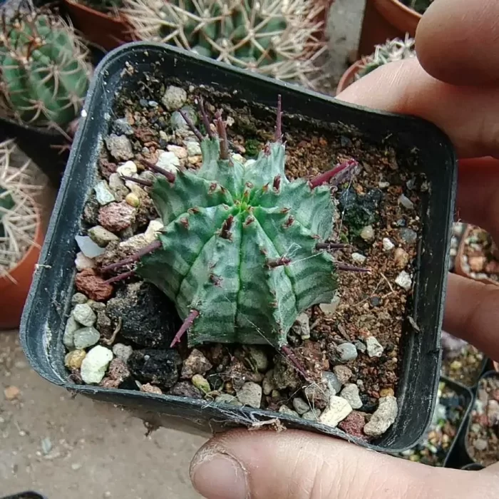 Euphorbia-Horrida Boiss - Image 2