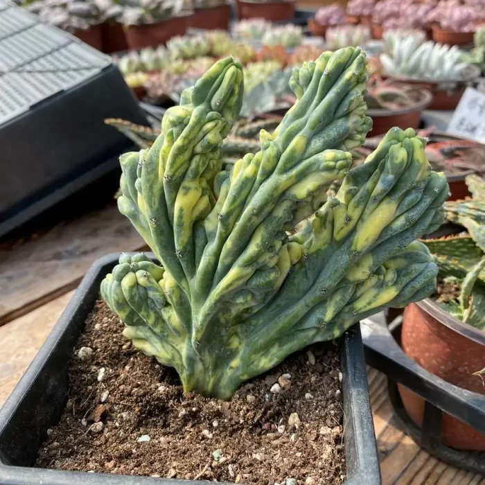 e (2) Cactus-MyrtilloCactus-Geometrizans Cristata variegated - Image 1