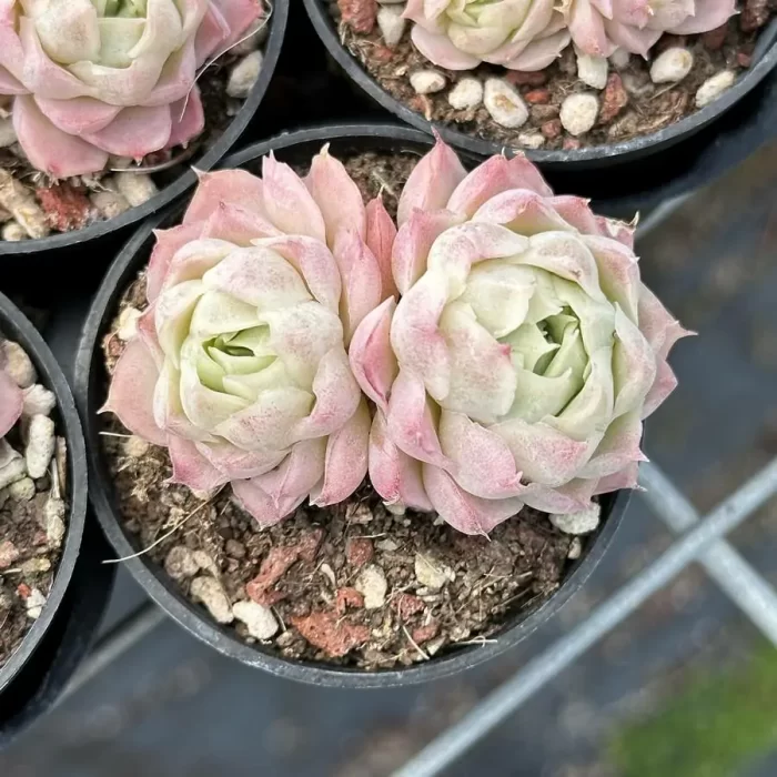 e201-101.webp Echeveria Pear Horn Double Head - Image 1