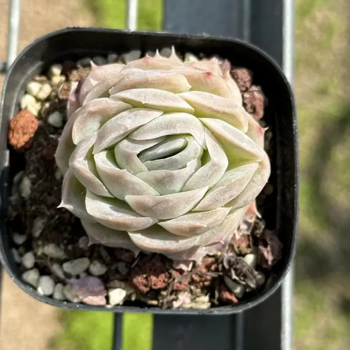 e201-105.webp Echeveria XiRui - Image 1