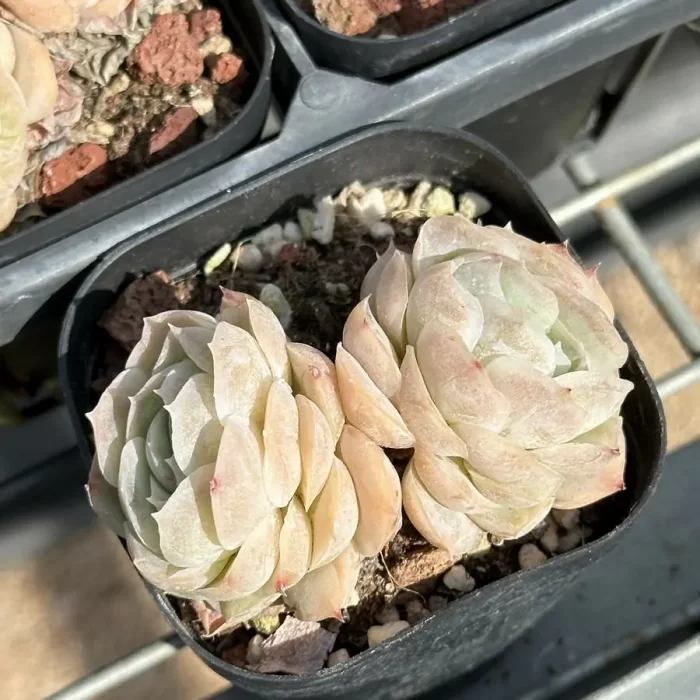 e201-106.webp Echeveria XiRui Double Head - Image 1