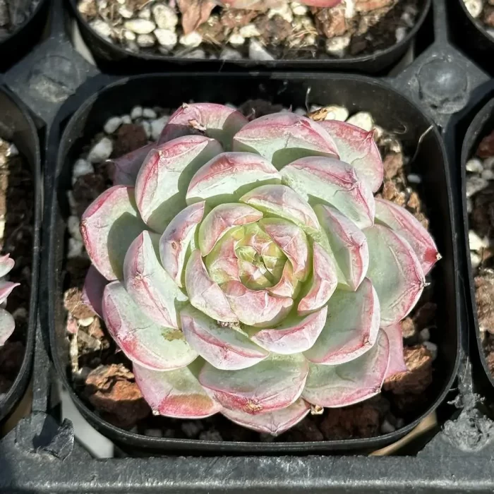 e201-108.webp Echeveria Sicilia - Image 1