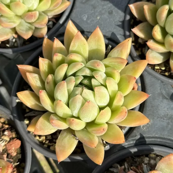 e201-109.webp Echeveria Starmusic - Image 1