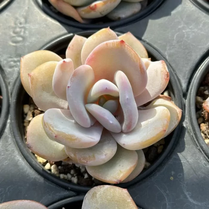 e201-110.webp Echeveria Tea with milk - Image 1