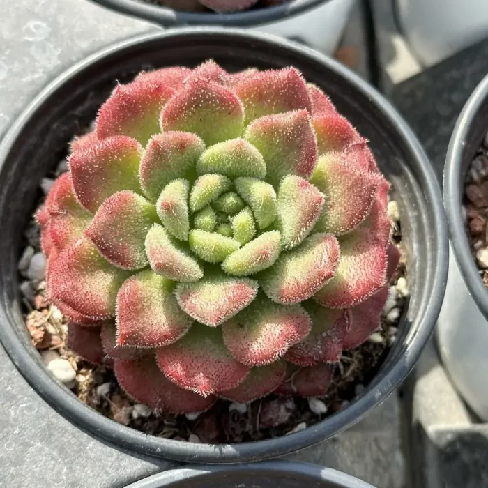 Echeveria Caroline - Image 1