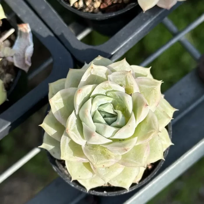 e201-112.webp Echeveria Da Qiao - Image 1