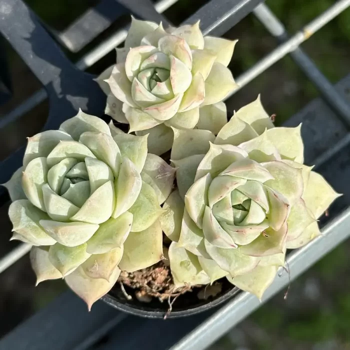 Echeveria Da Qiao Cluster - Image 1