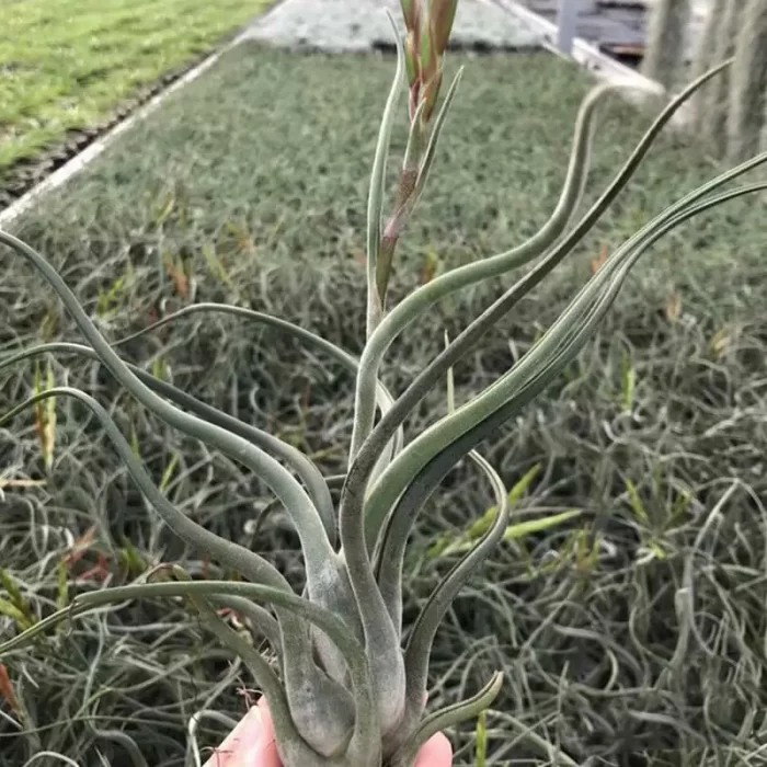 Tillandsia Large Medusa - Image 1