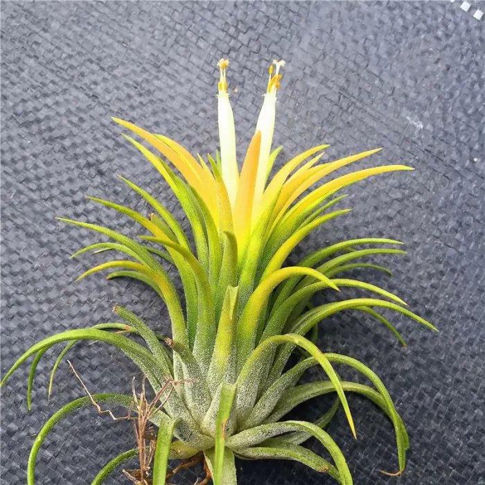 e201-120.webp Tillandsia Yellow Fairy - Image 1