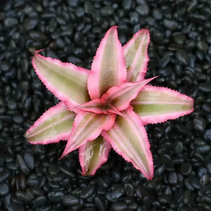 Tillandsia Sekisui Bromeliad, Pink Hime - Image 1