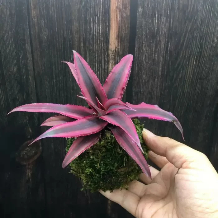 Tillandsia Bromeliad Bromeliad - Image 1