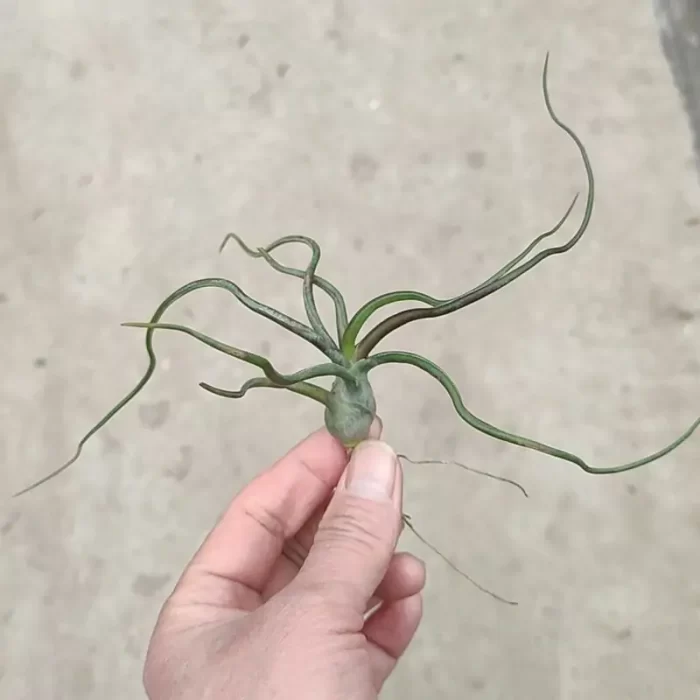 Tillandsia Medium Octopus - Image 1