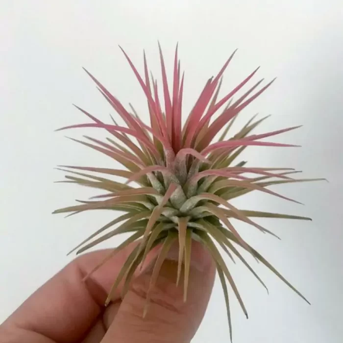 Tillandsia Medium Cantaloupe Elf - Image 1