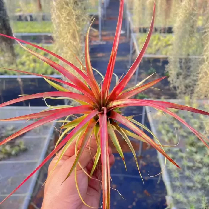 Tillandsia Medium Beckley - Image 1