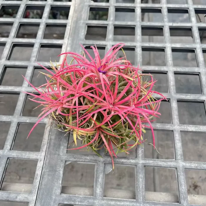 e201-147.webp Tillandsia Red Elf Swarm - Image 1