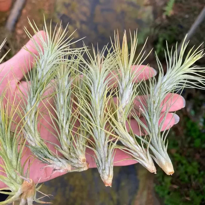 e201-148.webp Tillandsia Foxtail - Image 1