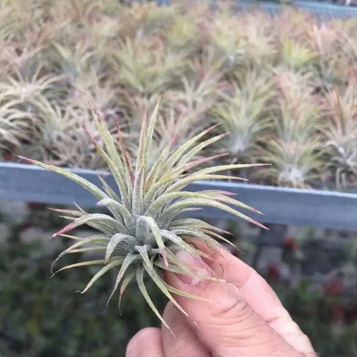 Tillandsia Medium Cantaloupe Elf - Image 1