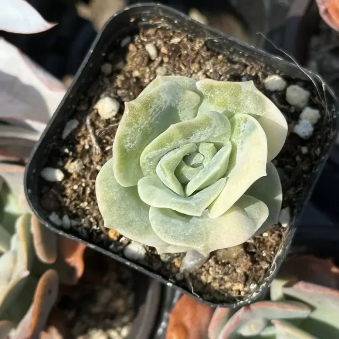 e201-183.webp Echeveria Lovely Rose variegated - Image 1