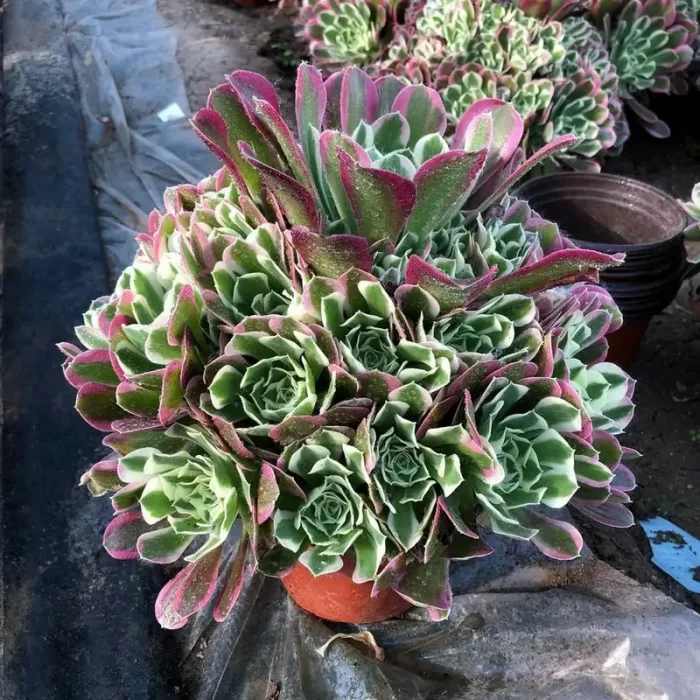 e201-184.webp Aeonium Yuhua Stone Clustering - Image 1