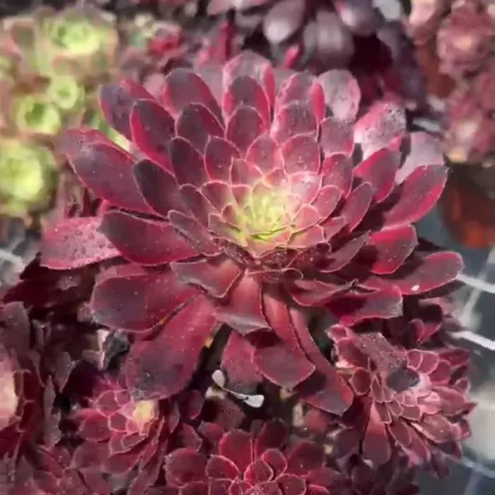 e201-185.webp Aeonium Zwartkin Variegated Clustering - Image 1