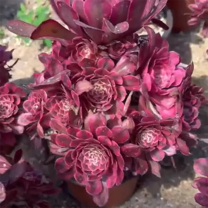 e201-189.webp Aeonium White Moonlight Clustering - Image 1