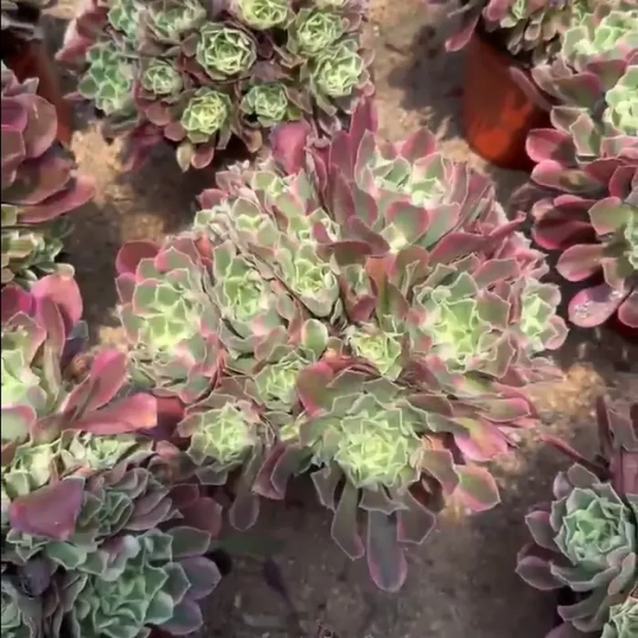 Aeonium Baifeng Variegated Clustering - Image 1