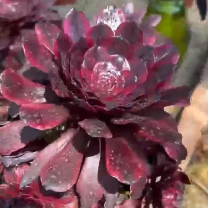 Aeonium Meiji Variegated Clustering - Image 1