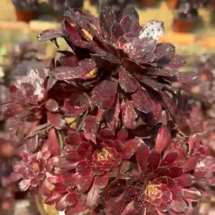 e201-197.webp Aeonium Yaoji Clustering - Image 1