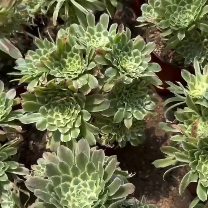 e201-198.webp Aeonium Bilang variegated clustering - Image 1