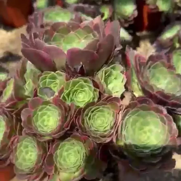 e201-201.webp Aeonium Halloween White Variegated Clustering - Image 1