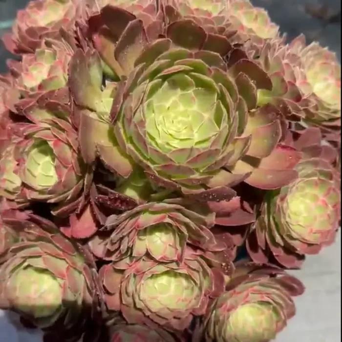 Aeonium kaleidoscope Clustering - Image 1