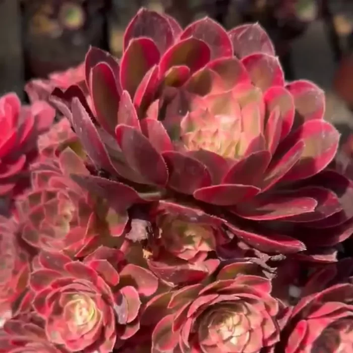 Aeonium jade posture Clustering - Image 1