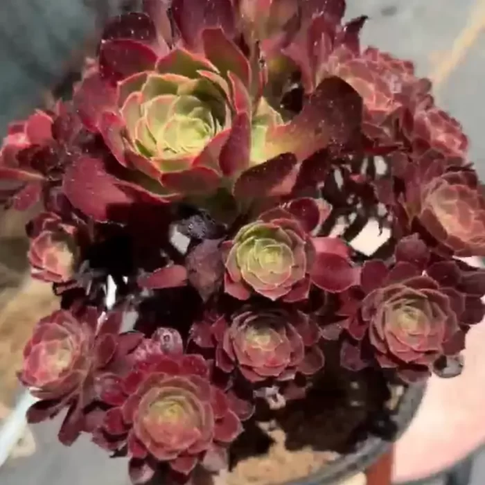 Aeonium Anna (little) Clustering - Image 1
